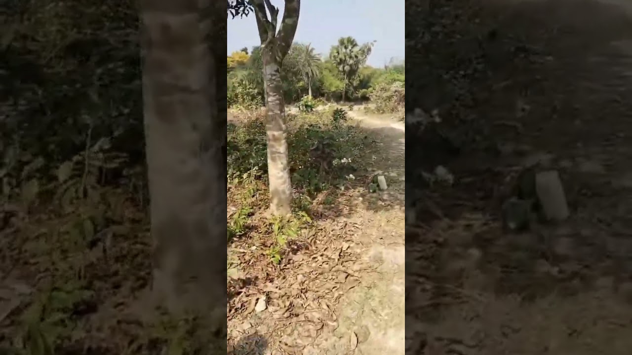 জুরুরী বিত্তিতে এই জমি খানা বিক্রি করা হইবে যারা কিনতে আগ্রহী তারাই শুধু মাত্র যোগাযোগ 01731946855