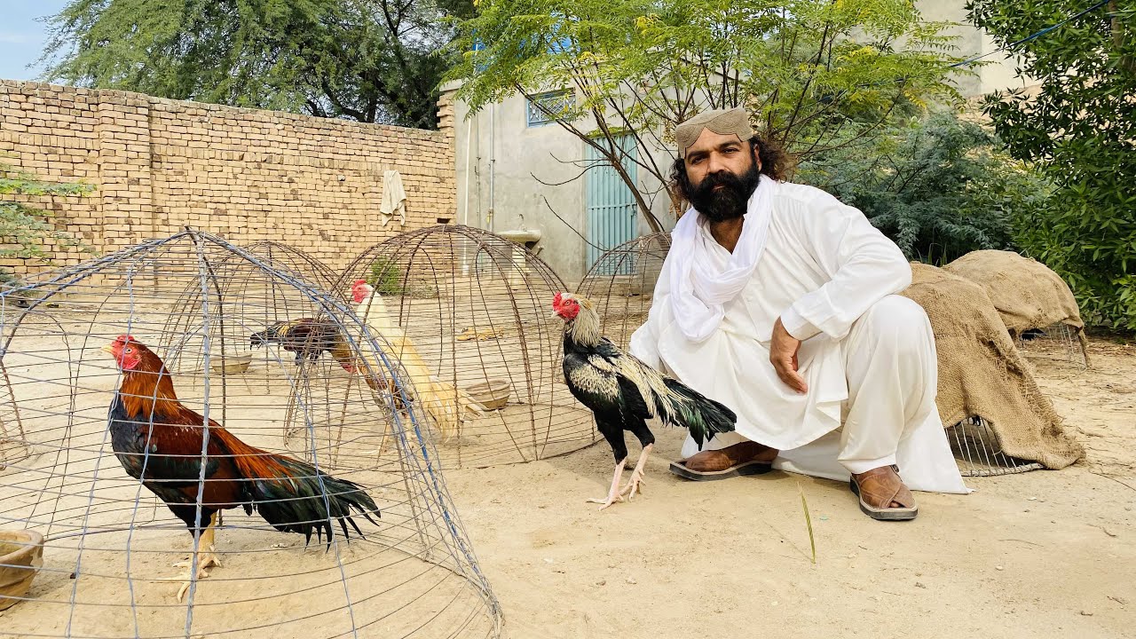 Training Waly Murgy ko Kitni Or Kesay Walk Karwani Chaye