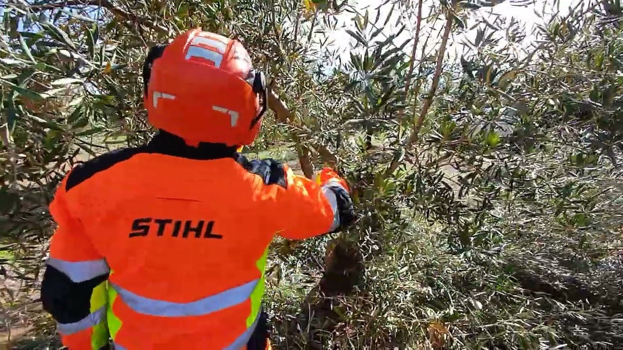 PODA OLIVO JAEN VIDEO 67