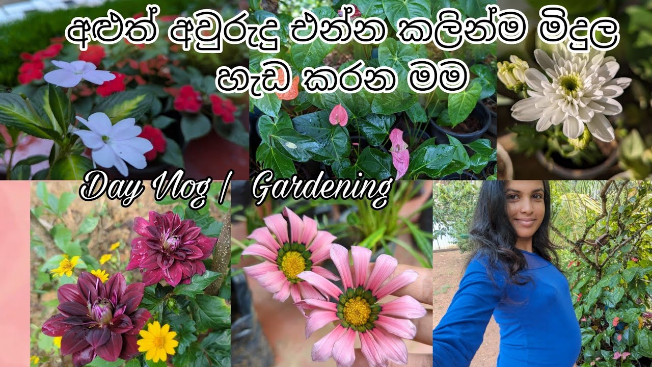 අවුරුදු දවස් වලට මිදුල දැන්ම ready කරමු 😍 | අළුත් මල් එක්ක මිදුලේ හැඩ | Day Vlog Sinhala | Gardening
