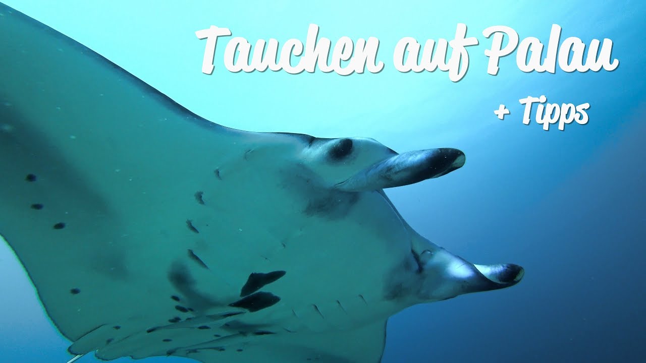 Tauchen auf Palau + Tipps