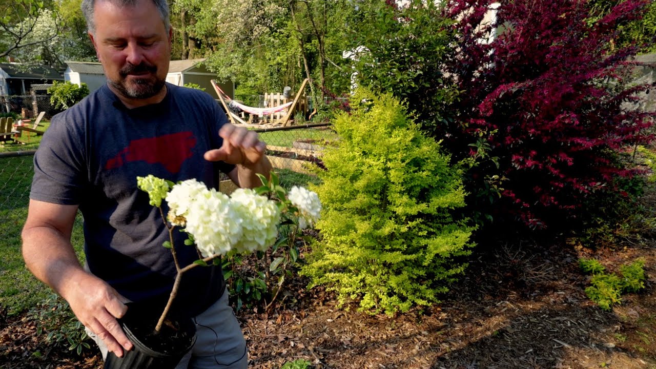Make way for a Snowball Viburnum