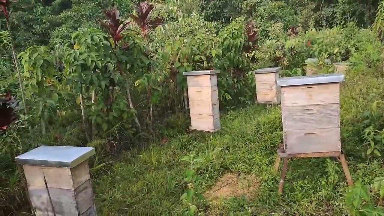 Conociendo un apiario de abejas africanizadas con Sistema Palmer version San Andres Introducción