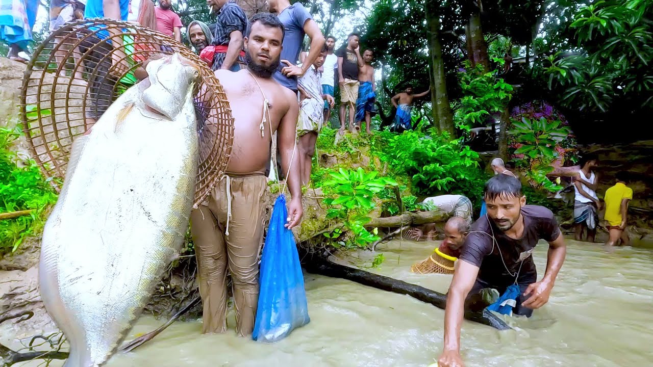 Unbelievable A Large Monster Chitol Fish Hunting By Polo Fishing Trap. Saima Fishing