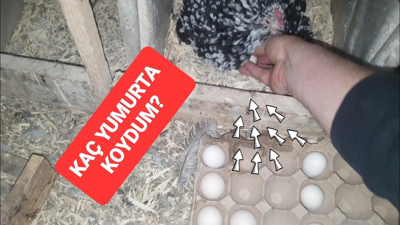 11 ŞUBAT İSPENÇ GURK TAVUK KULUÇKAYA BASTIRDIM !!Farklı fikirleri olan yoruma @ResulHOY 