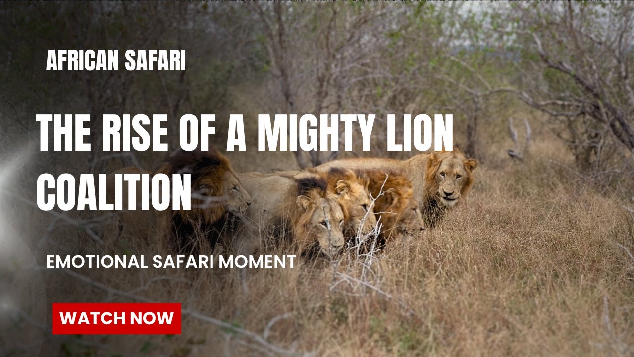 The Rise of a new dominant Lion Coaltion in the Kruger National Park