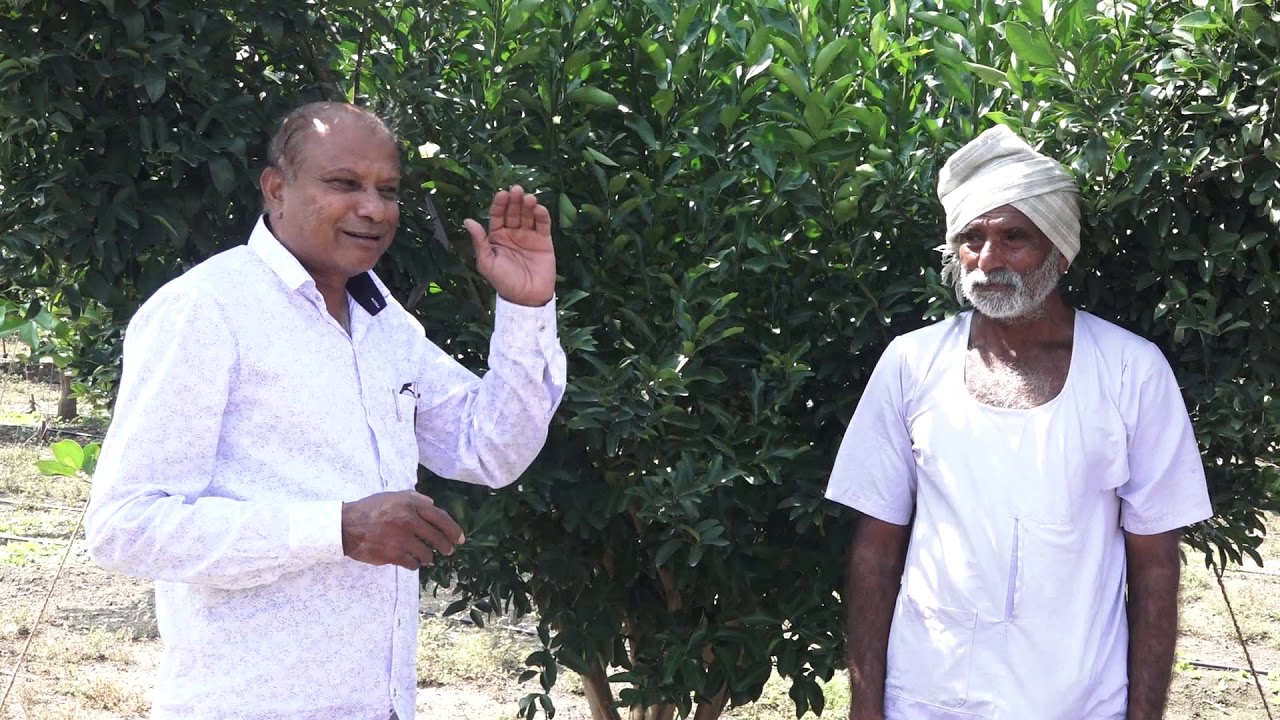 Shri Pravin Belkhede , Live demonstration ,  how to shape Orange tree for good Crop