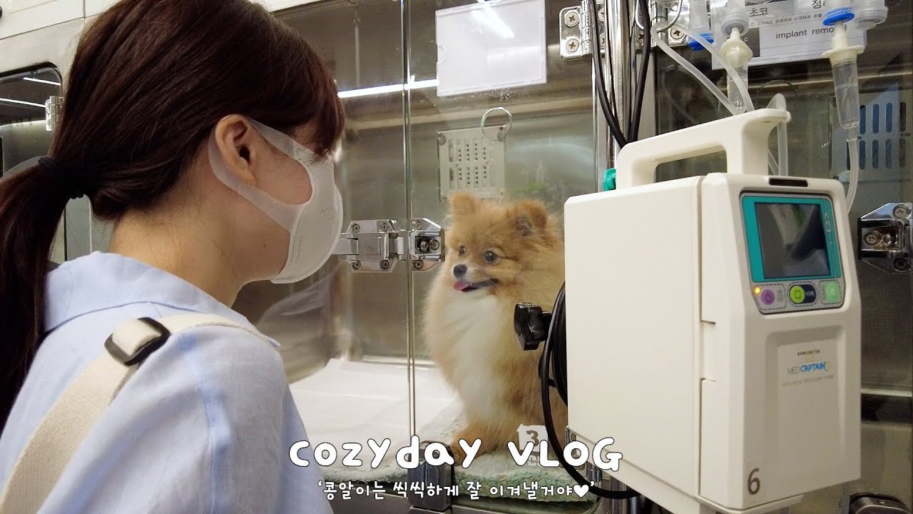 Sub) 뒷다리를 못쓸거라던 아기강아지, 수술하기로 결정했어요🔬흉추 이형성증/강아지 MRI&CT/척추후궁절제술, 흉추고정술