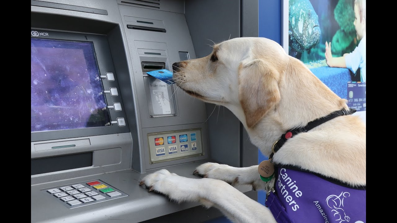 Canine Partners - Amazing dogs. Transforming lives. | Canine Partners