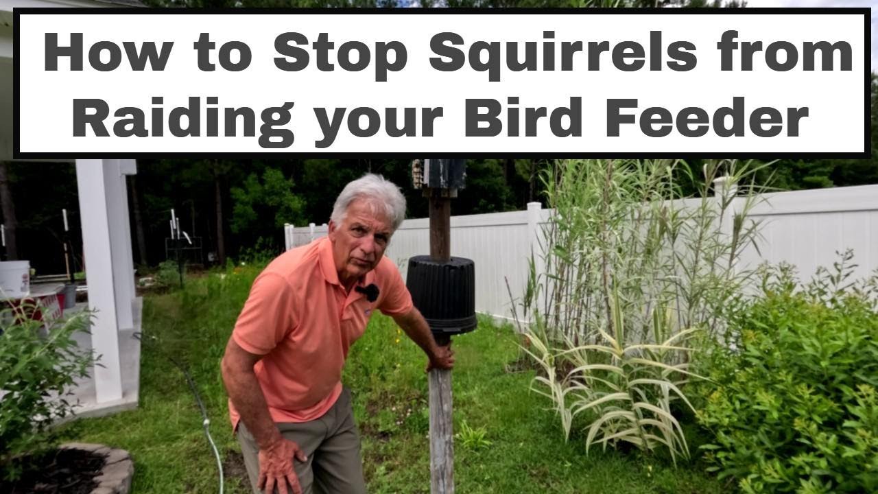 How to Stop Squirrels from Raiding Your Bird Feeder