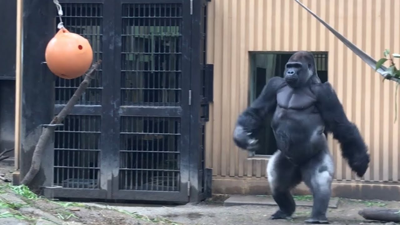 ('19/1/26)元気すぎるゲンキの長男〜モモタロウ家の週末 19⭐️ゴリラ【京都市動物園】Gorilla / weekend momotaro family 19