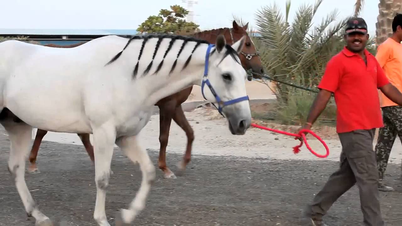 Emirati son of 'The Horsemaster' inherits his skill - Sultan Al Ameri