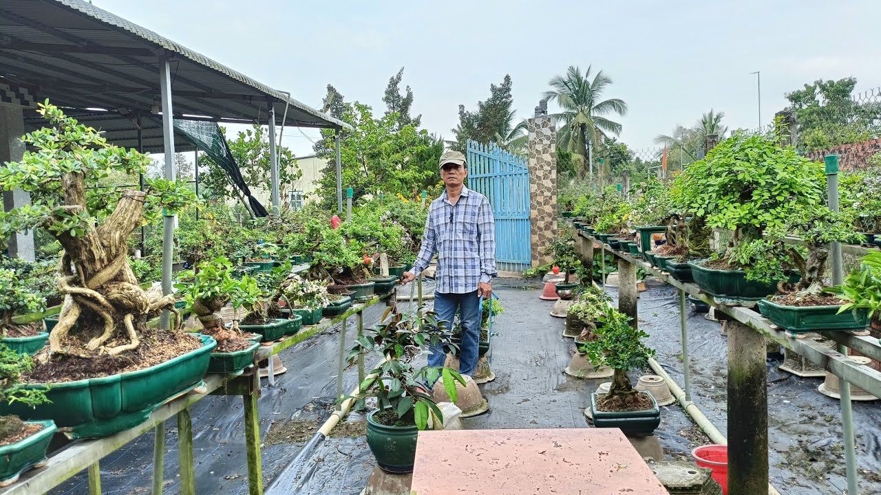 Bonsai giá rẻ LH ZALO/0336875979/06/03