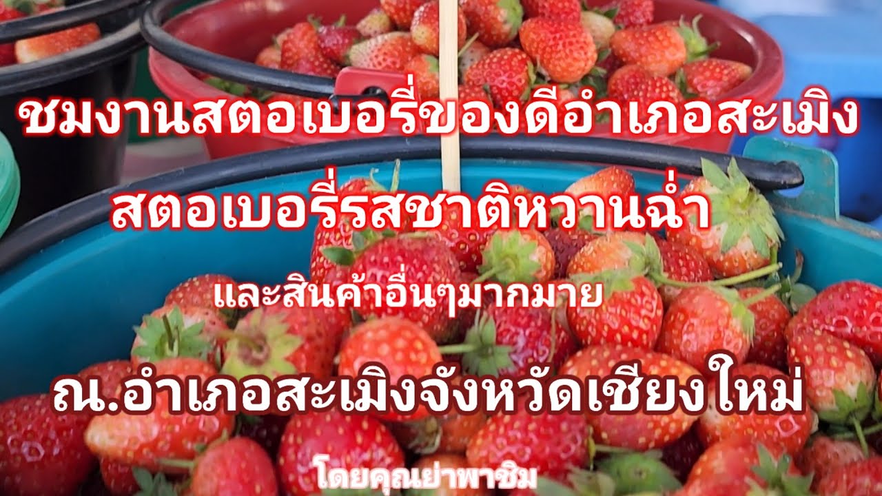 #ชมงานส่งเสริมการเกษตรสตอเบอรี่อำเภอสะเมิงเชียงใหม่#จังหวัดเชียงใหม่ #โดยคุณย่าพาชิม