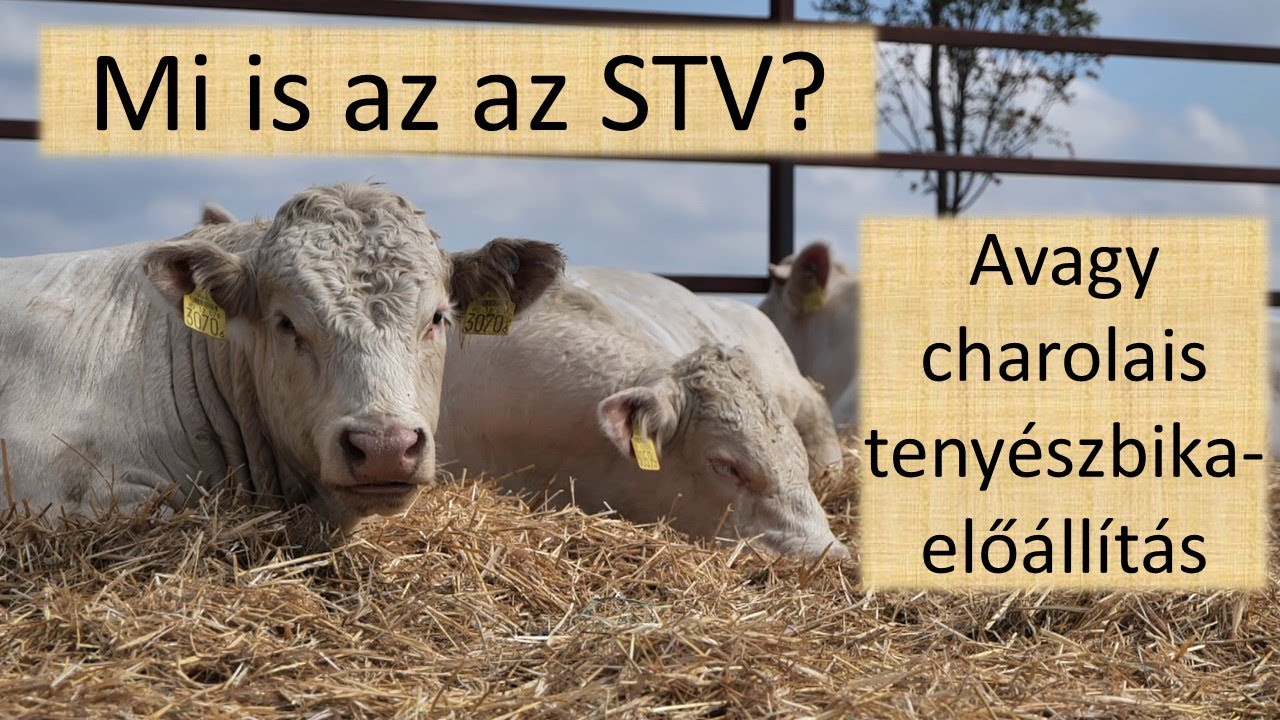 Mi is az az STV? Avagy charolais tenyészbika-előállítás