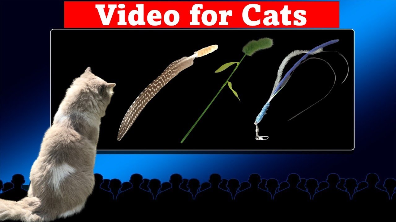 [cat tv]고양이가 좋아하는 영상 💘💕3분마다 바뀌는 영상 고양이 장난감 36탄 깃털 강아지풀 끈 수면 외출시 tv또는 스마트폰으로 틀어주세요