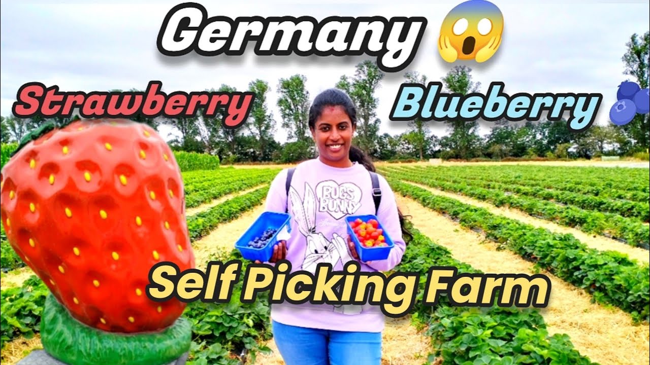 Germany😱🍓🍓Strawberry and 🫐 Blueberry picking@Dahmen Erdbeerfeld Neukirchen#germany#nursing #europe