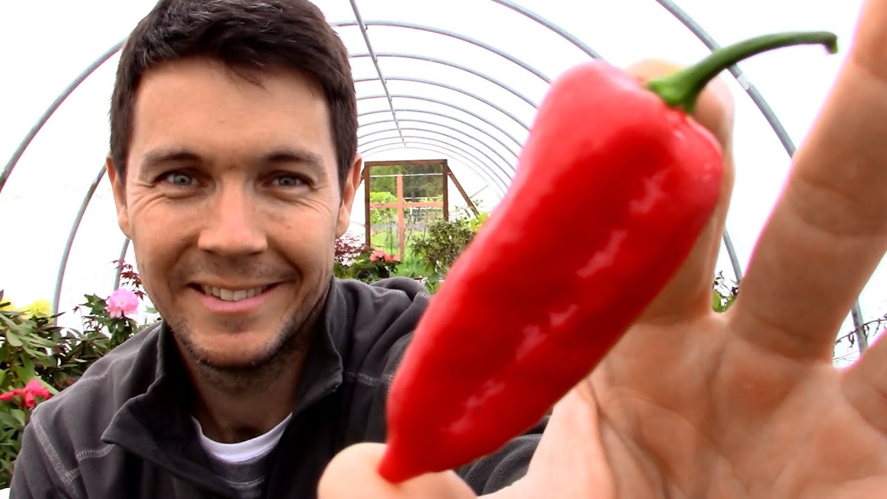 Growing the Carolina Reaper Pepper Plant (Part 3)  What Color is a Ghost Pepper when Ripe?