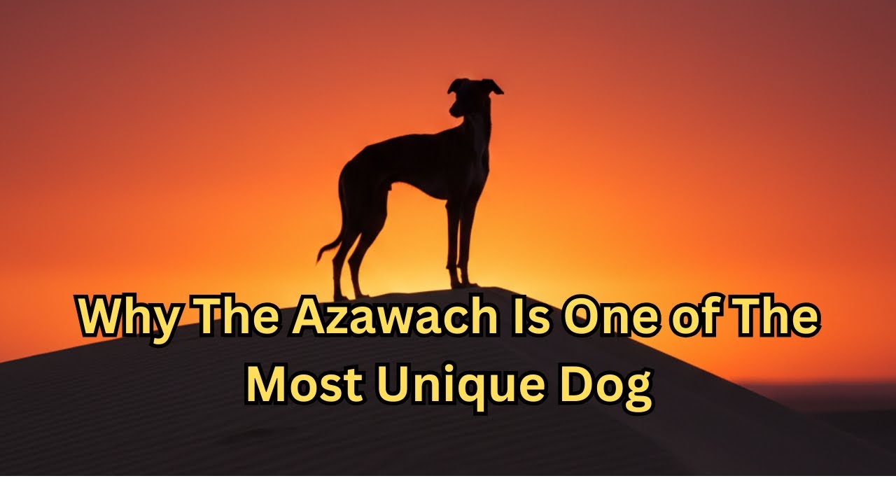 Why the Azawakh is the Most Unique Dog You’ve Never Seen (Complete Guide)