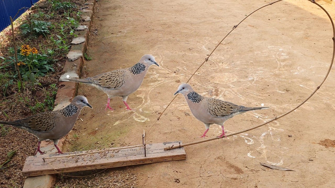 Bird Trap : পাখি ধরার সহজ ফাঁদ | Bird Trap Easy Homemade