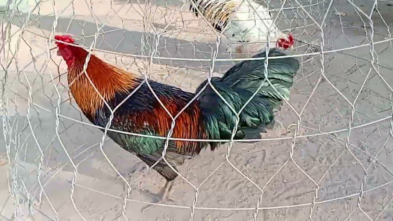 21/1) tốp gà tiếp theo, DT,0384