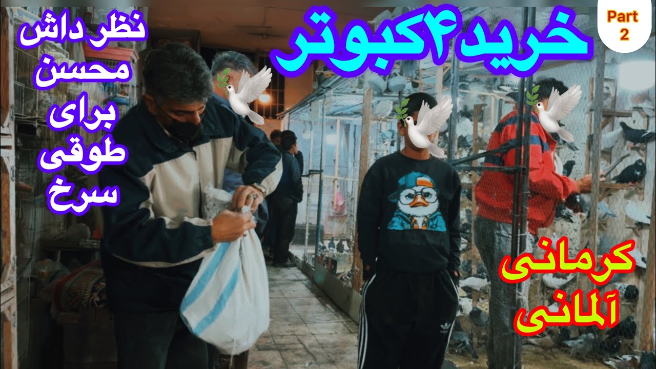 Часть 2: Покупка 4 голубей у Мохсена Тордара