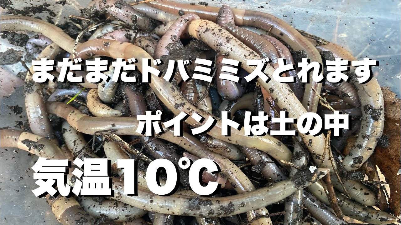 【ドバミミズ大量】気温10℃ドバミミズはここにいた#ドバミミズ#うなぎ釣り#冬のドバミミズ