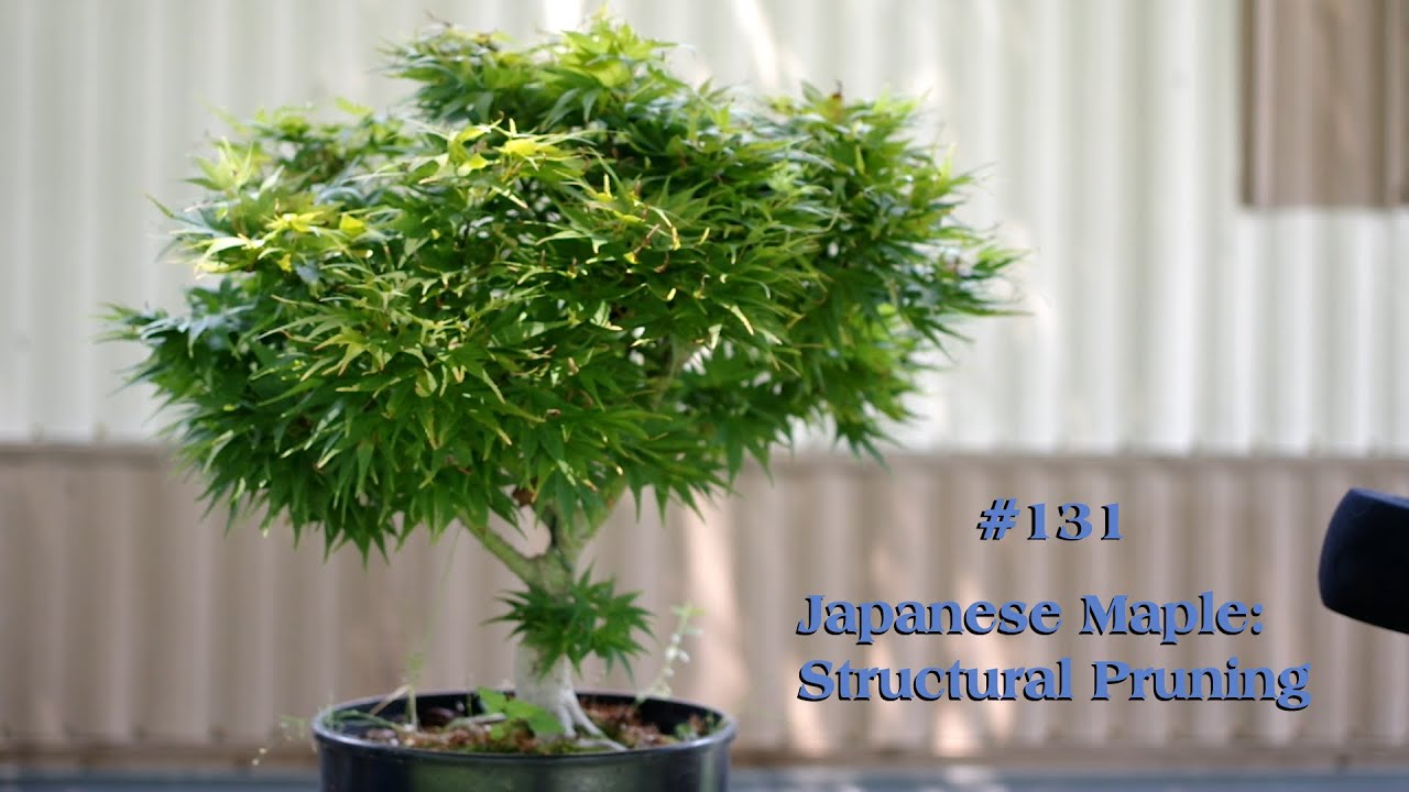 #131 Japanese Maple: Structural Pruning