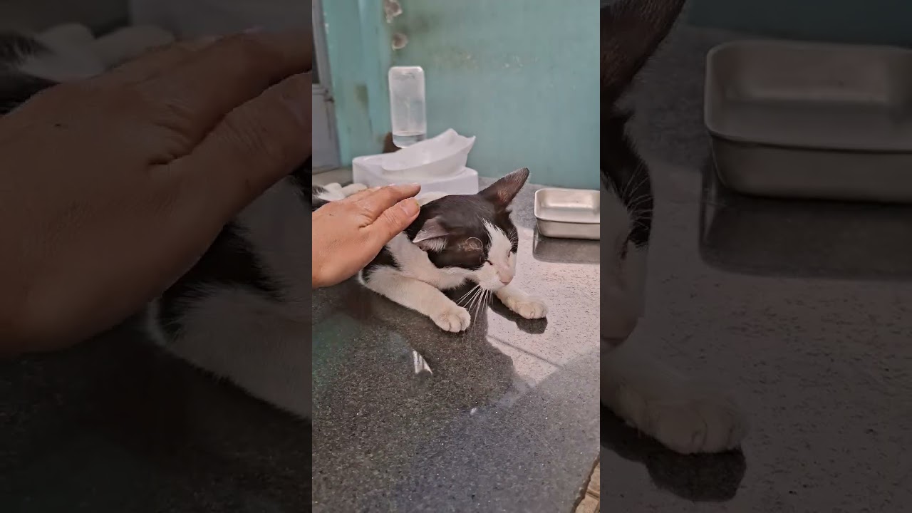 Mèo ăn nhiều bội thực 