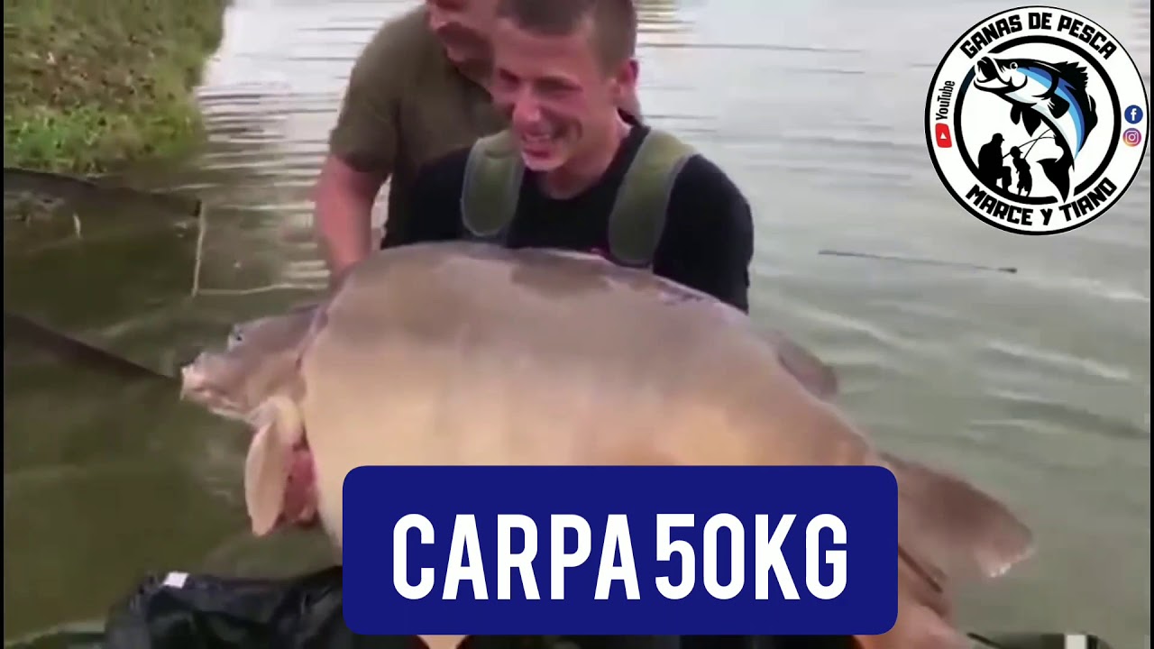 Pesca de carpones.