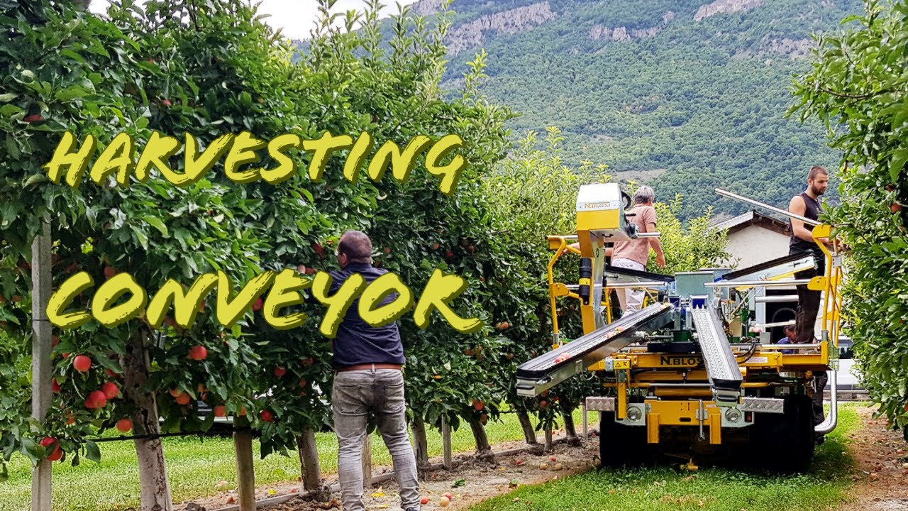 HARVESTING CONVEYOR N.BLOSI AT WORK