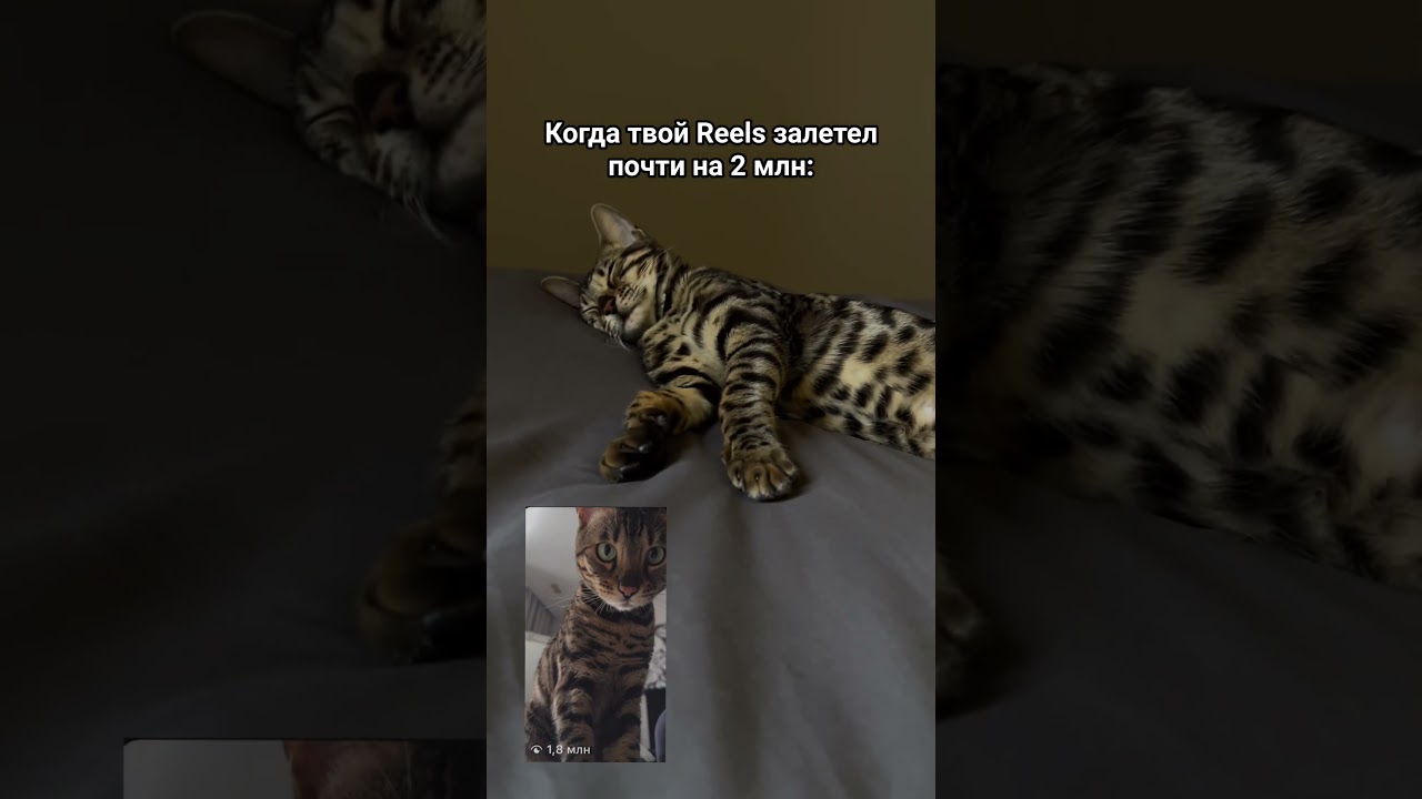 Тяжелые будни котоблогера