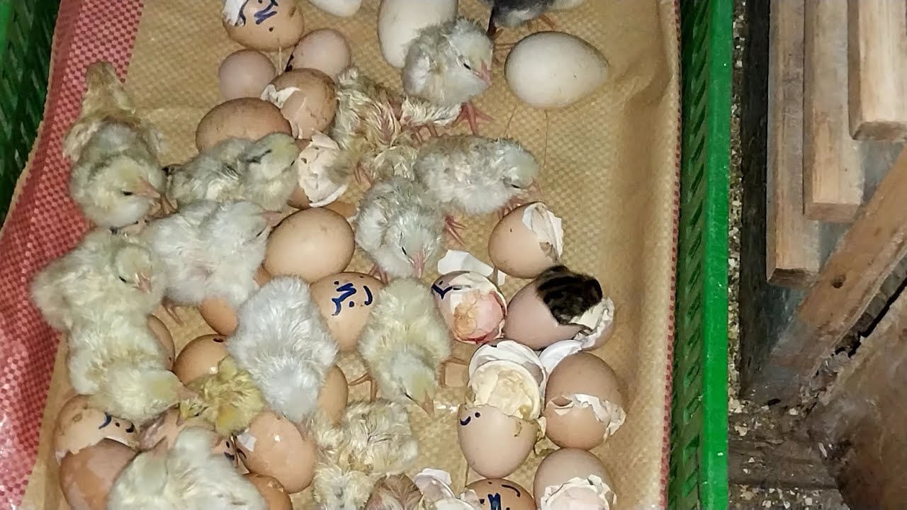 الخيرة فيما اختاره الله 