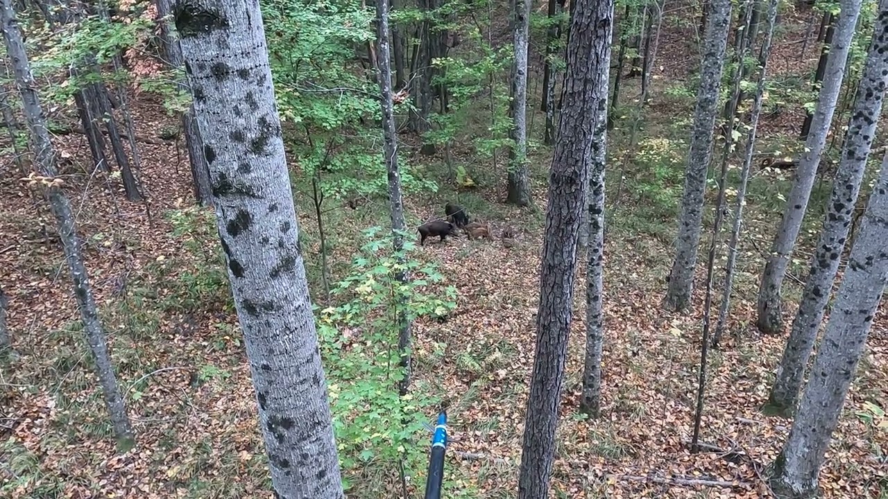 Coosa county hog hunt