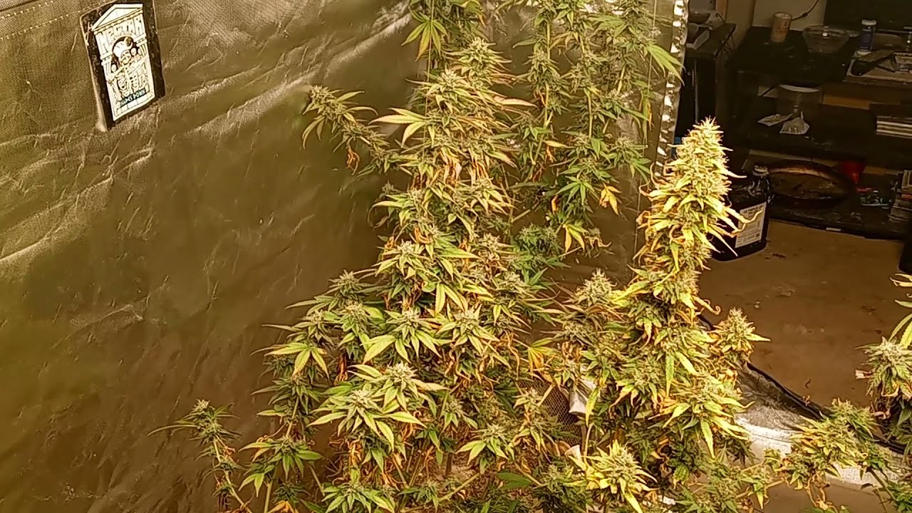 Blueberry and strawberry cough coming down the finish with Dutchman420