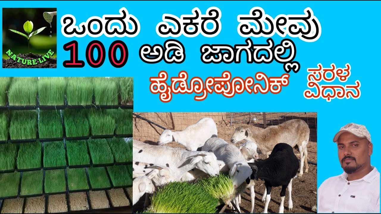 ಹಸು ಮೇಕೆಗಳಿಗೆ ಹೈಡ್ರೋಪೋನಿಕ್ ಮೇವು ಸರಳ ವಿಧಾನ hydroponic for dairy farming and goat farming