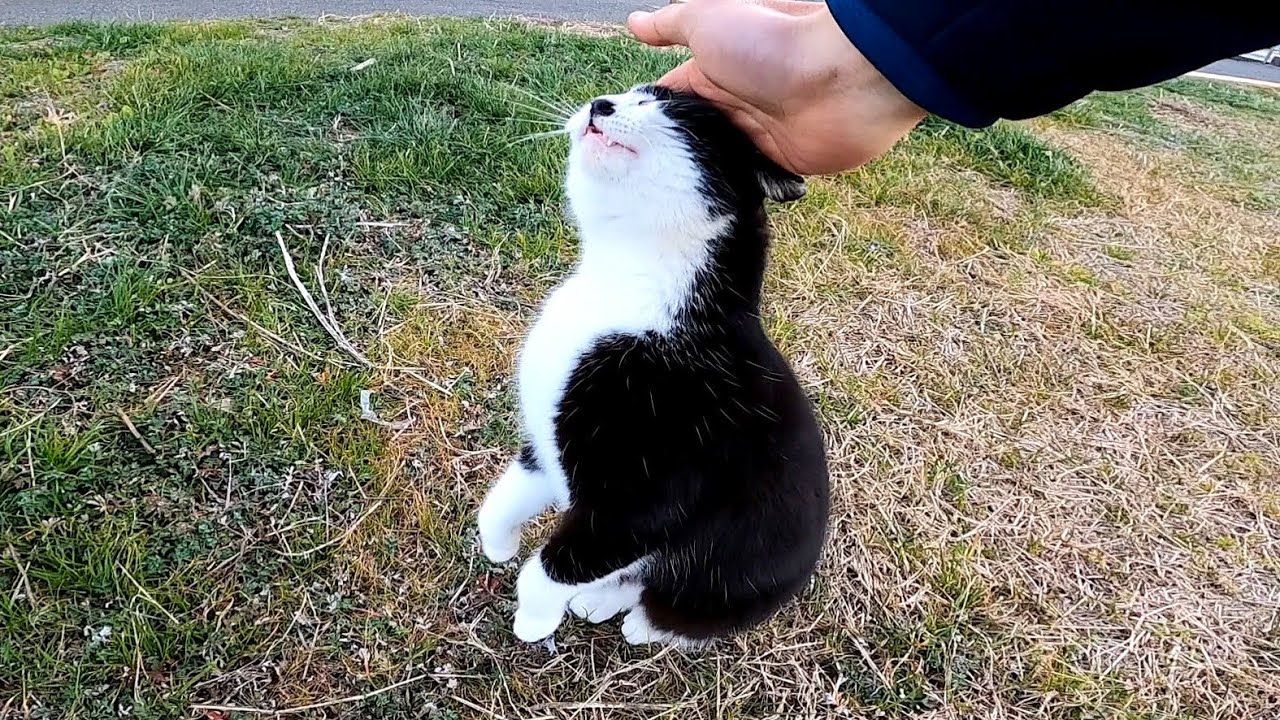 Кошка в смокинге, которая вскакивает и пытается погладить