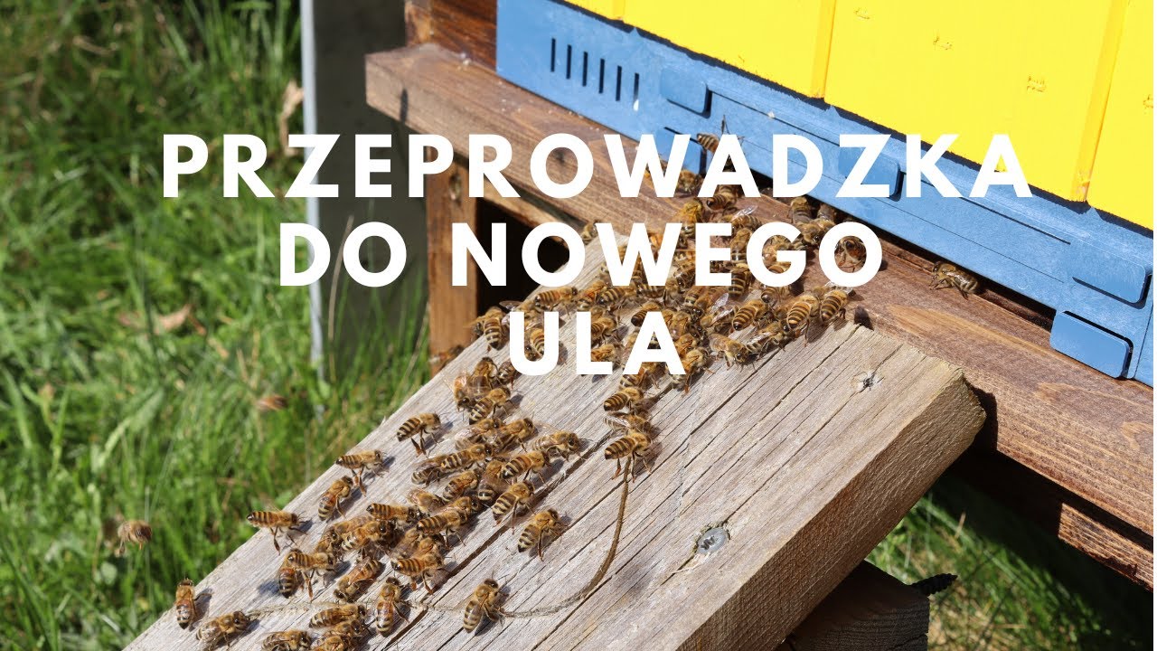 Przeprowadzka - jak przełożyć pszczoły ze starego do nowego ula