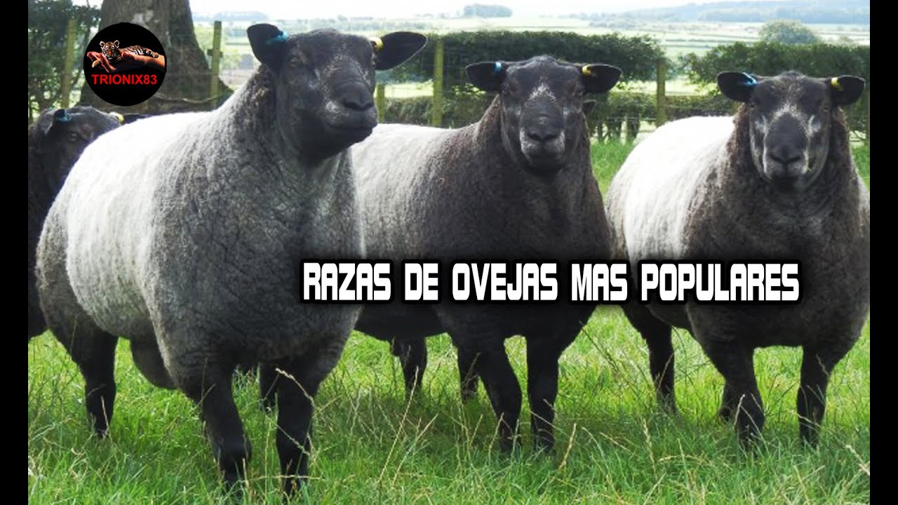 Razas de ovejas mas populares en el mundo