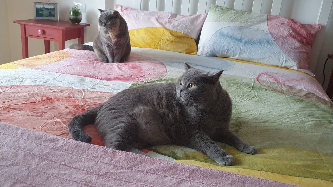 Momenti di vita quotidiana con gatti British shorthair