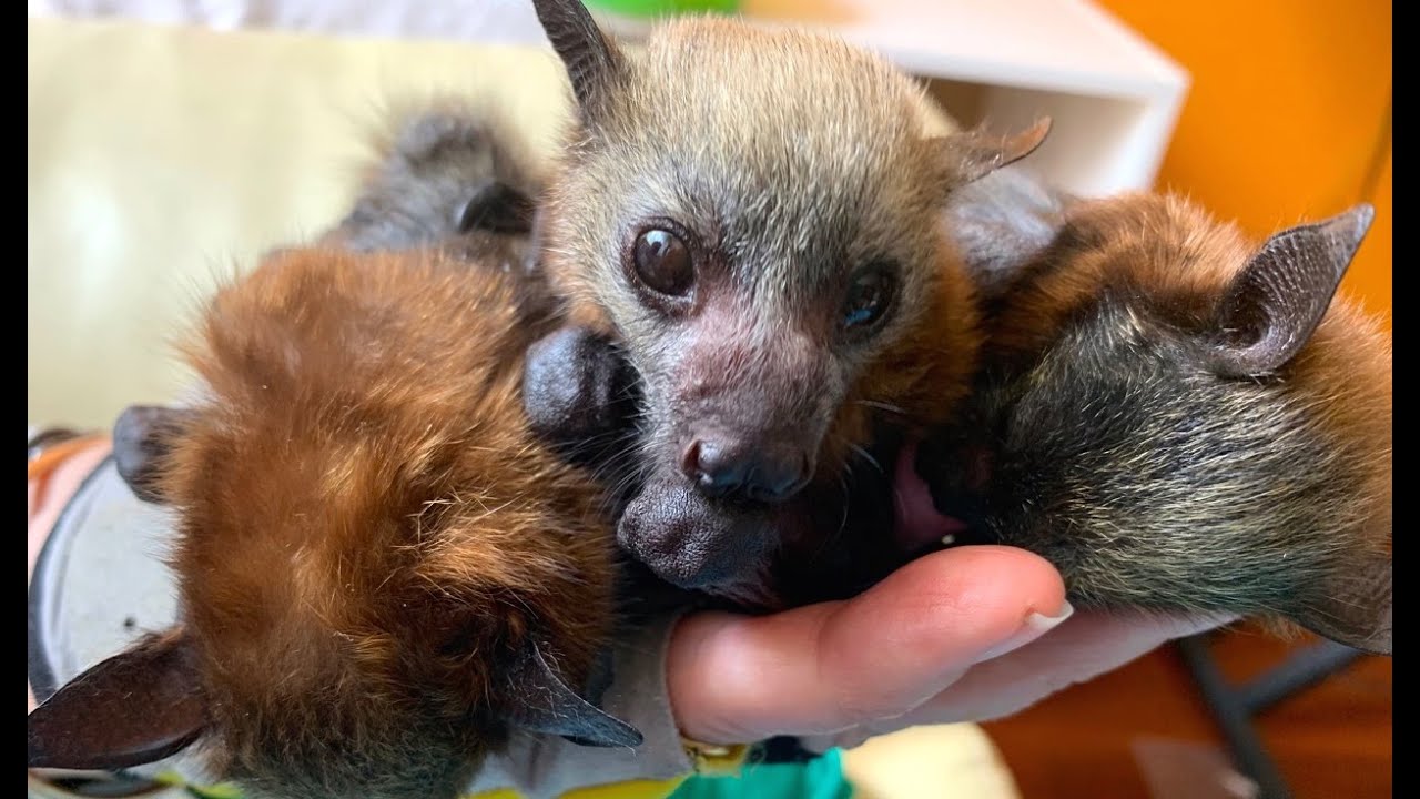 Baby flying-foxes in Maggie's sookie:  Hungry Hippo, Madame Kefoops and Piaf