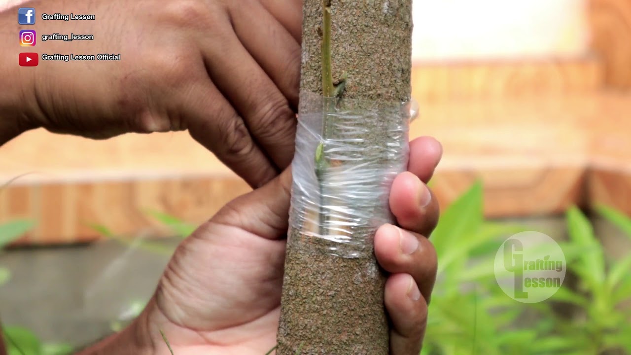 Gardening Hacks Lateral Grafting Method