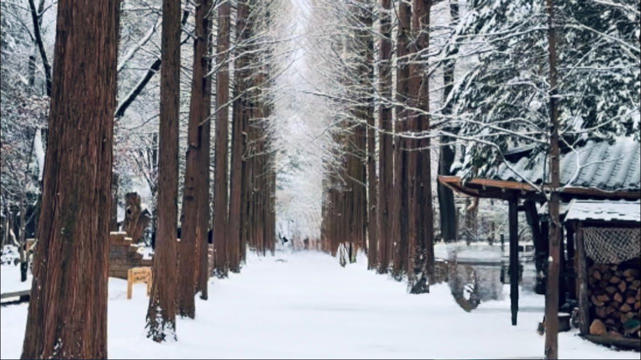 Nami Island winter, South Korea, January 2025