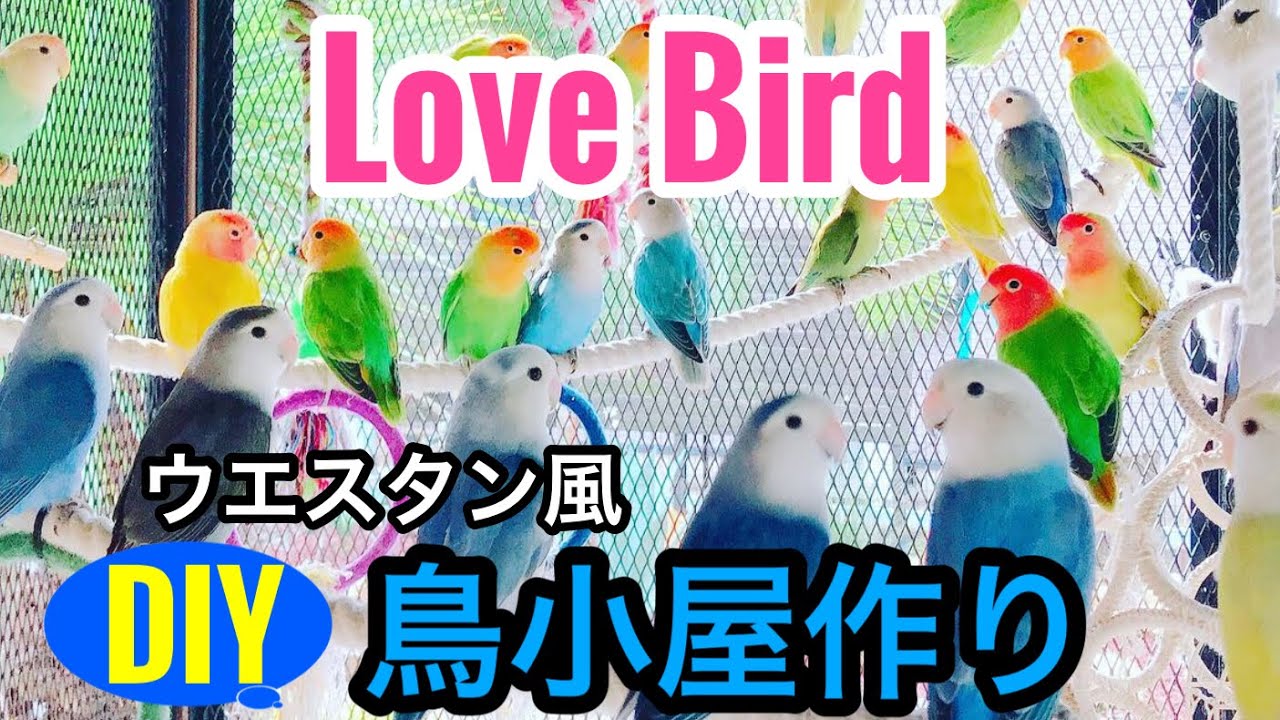 【DIY】ラブバードが飛び交うこだわりの鳥小屋を作ってみた