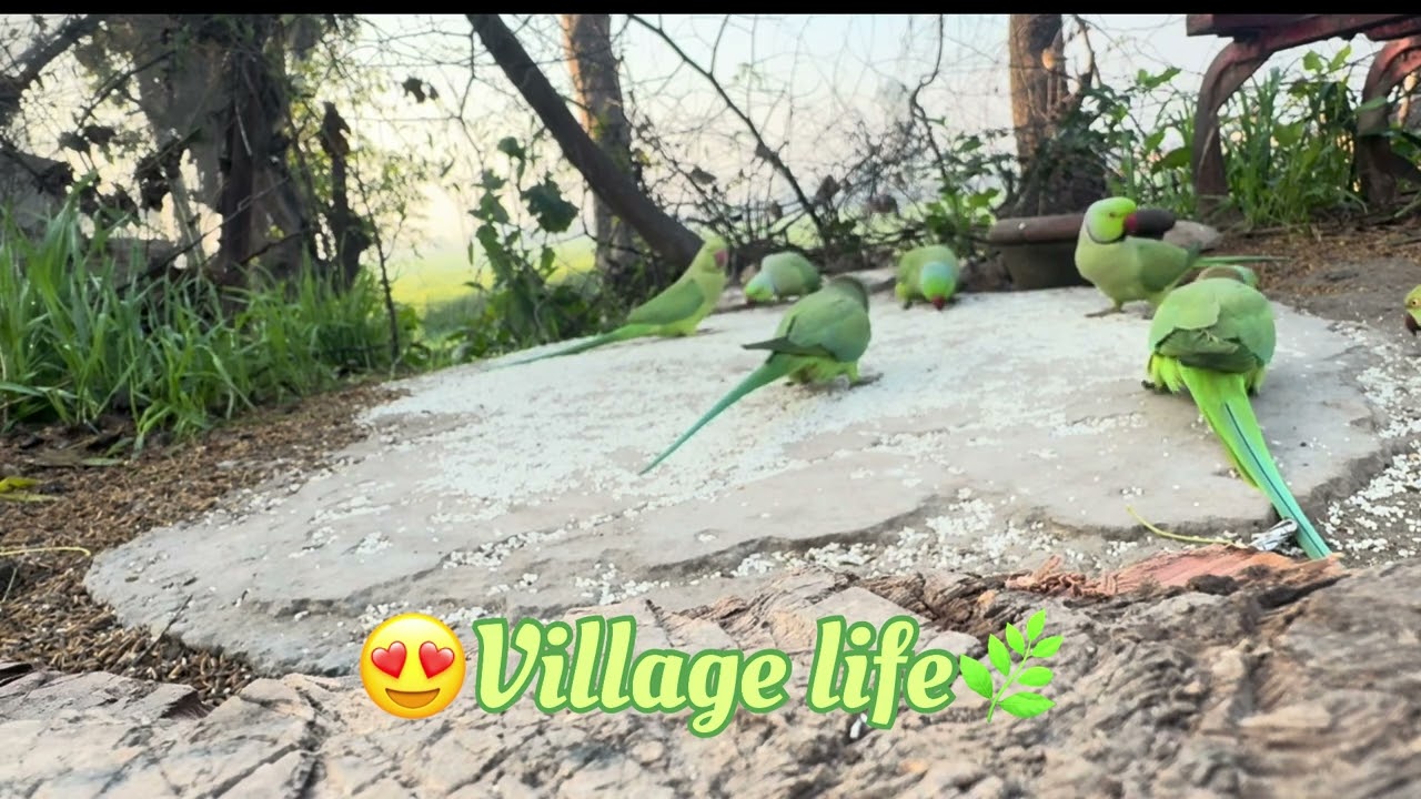 Village life 😍#parrot#parrotvideo #villagelife#viralvideo#gaon #khetibadi#metotametota#punjab #love