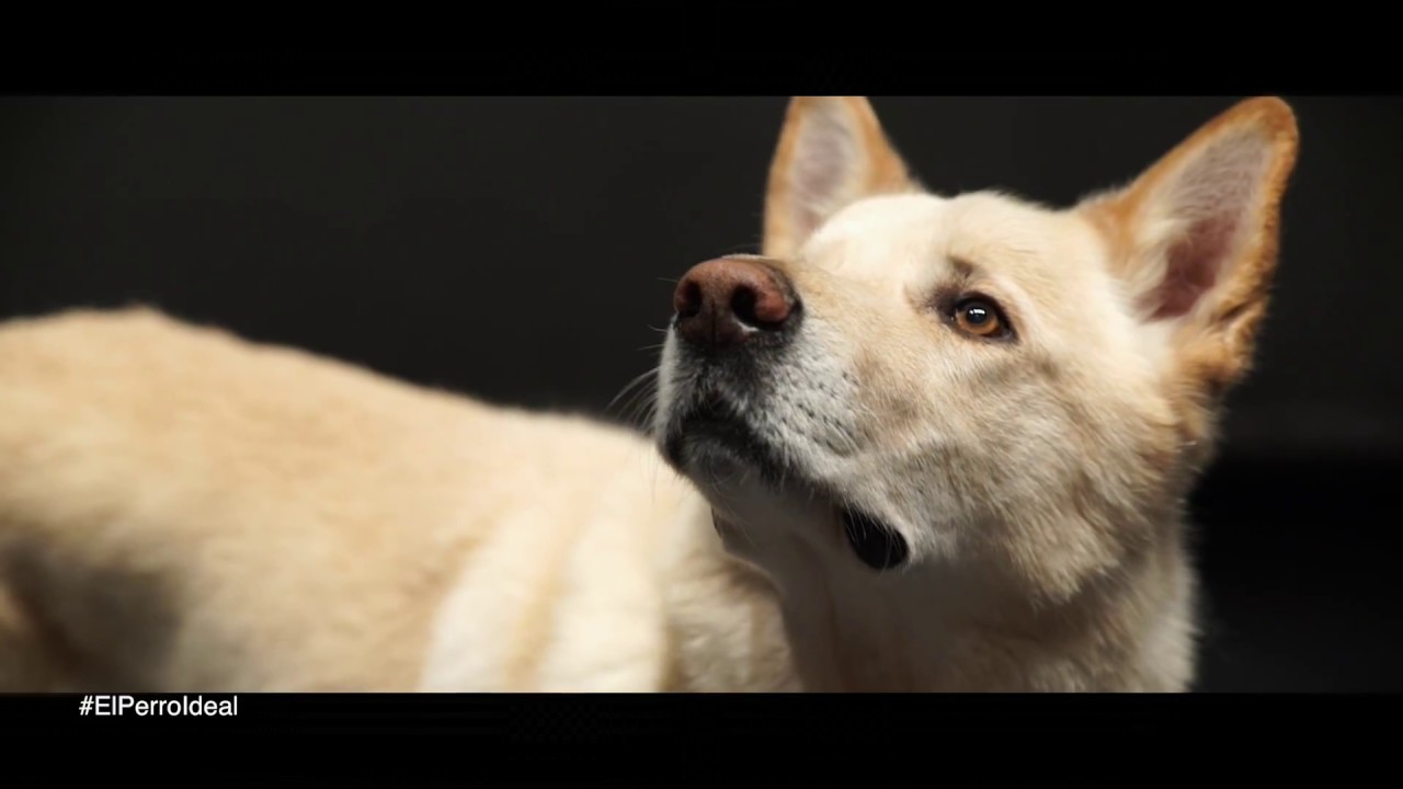 Can de Palleiro: El Perro Ideal | Cortometraje en castellano