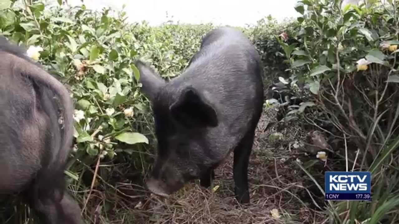 Jeju Black Pigs Named ‘Natural Monument’