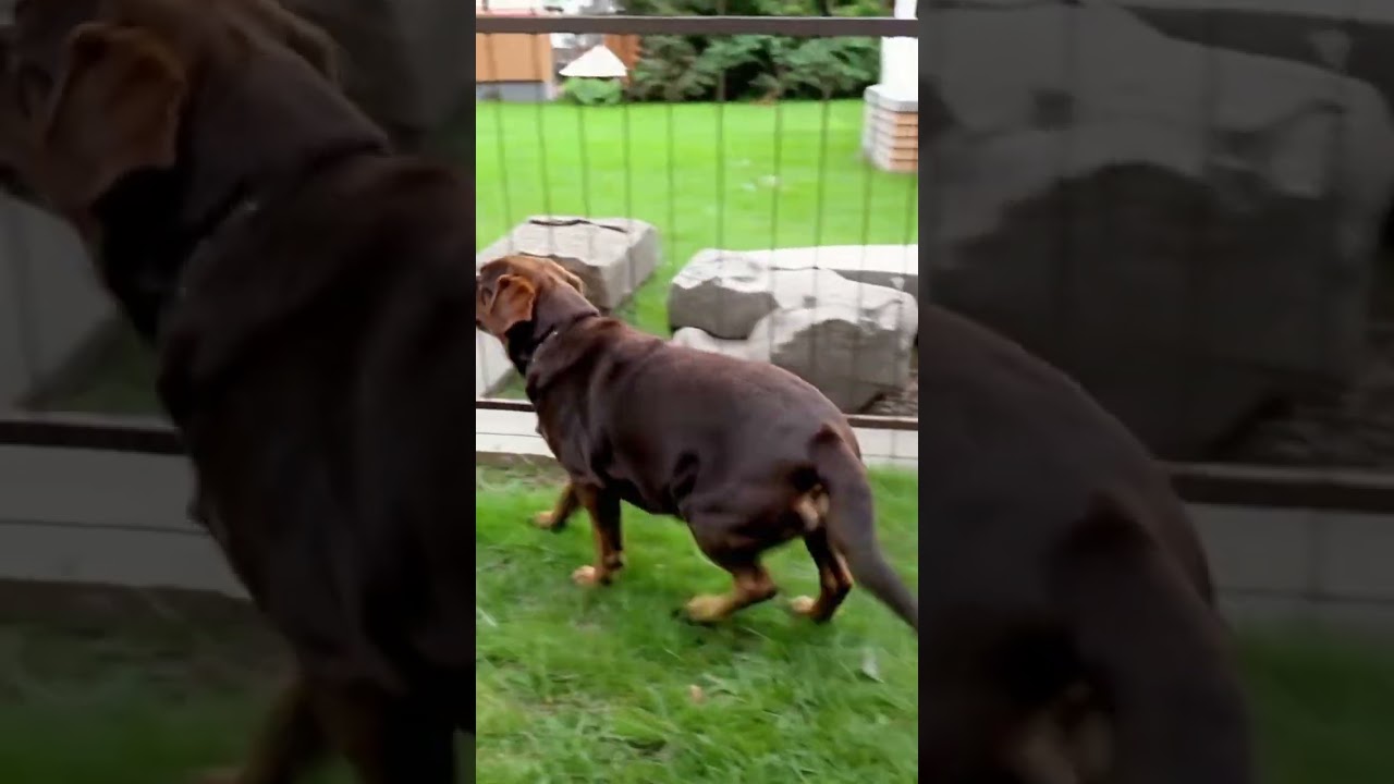 Would you choose to raise a dog like this?