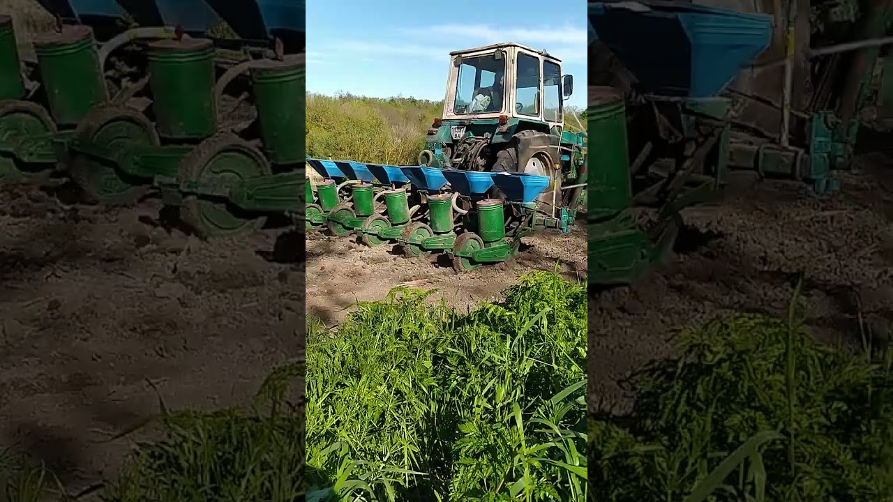 Посів кукурудзи маіс 