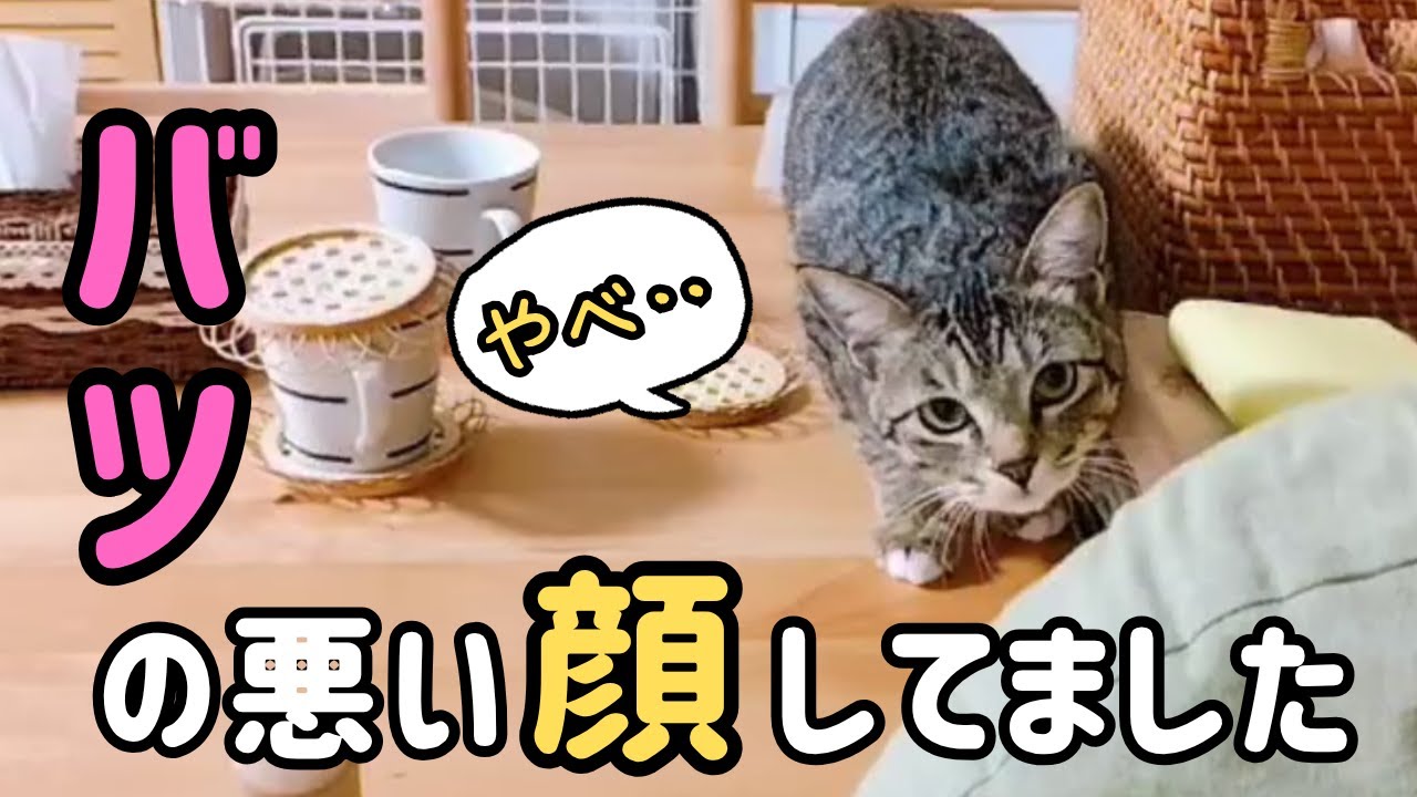 はしゃぎすぎてオモチャを没収された猫がバツの悪い顔をしてました